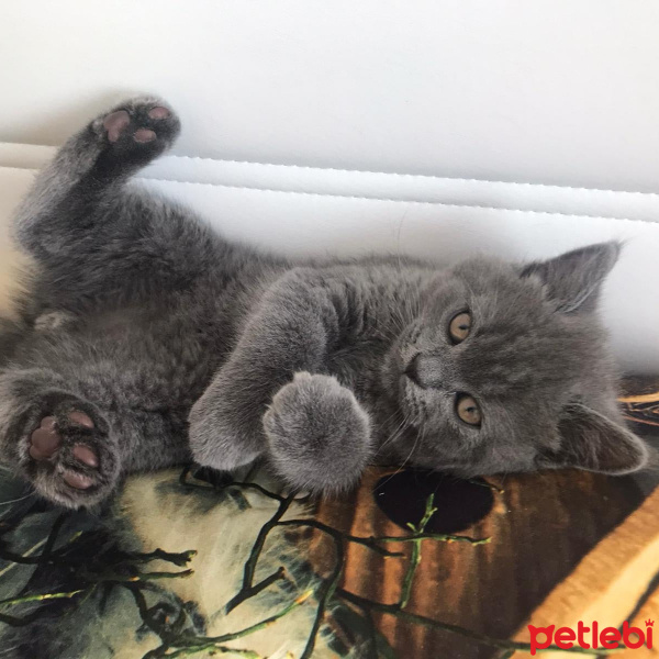 British Shorthair, Kedi  Leo fotoğrafı