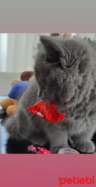 British Shorthair, Kedi  Leo fotoğrafı
