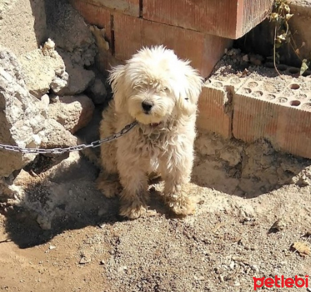 Maltese, Köpek  pirinç fotoğrafı