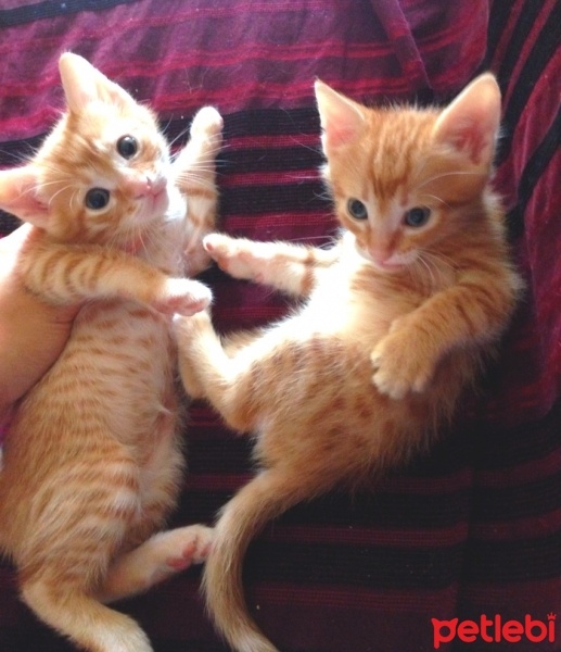 Tekir Kedi, Kedi  Simba fotoğrafı