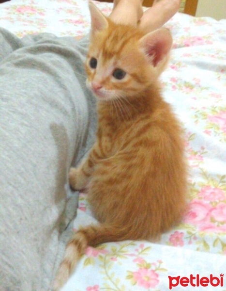 Tekir Kedi, Kedi  Simba fotoğrafı