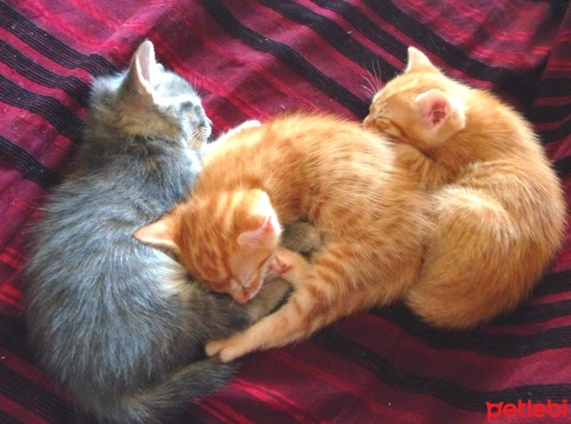 Tekir Kedi, Kedi  Simba fotoğrafı