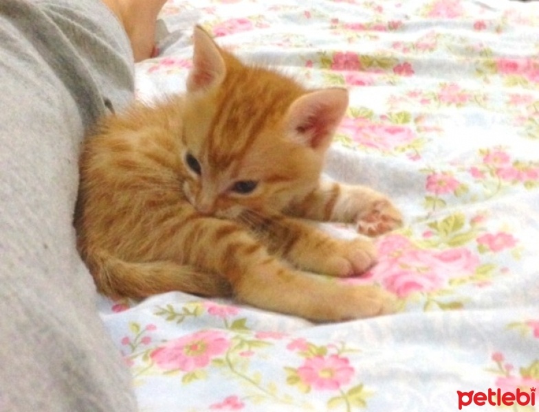 Tekir Kedi, Kedi  Simba fotoğrafı