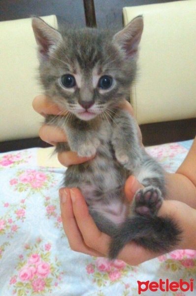 Tekir Kedi, Kedi  Simba fotoğrafı