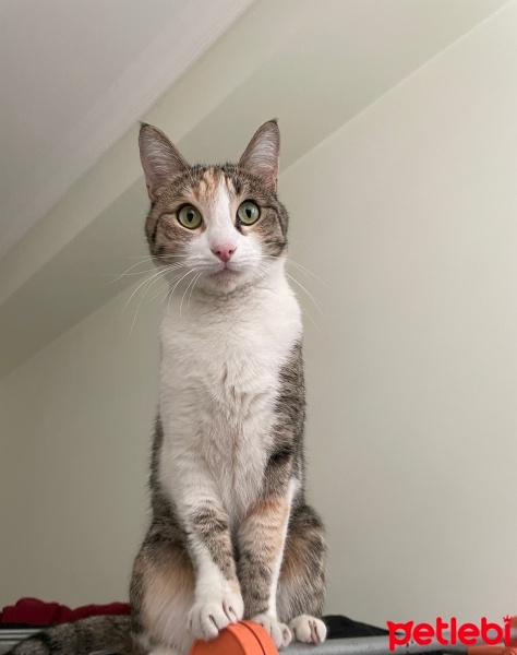 Tekir Kedi, Kedi  Arwen fotoğrafı