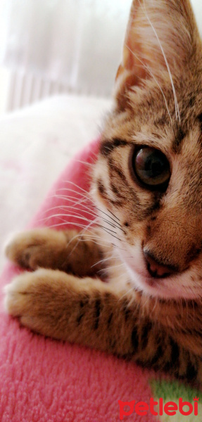 Tekir Kedi, Kedi  Müezza fotoğrafı