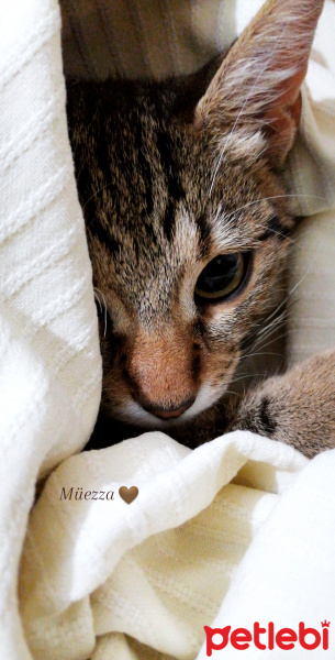 Tekir Kedi, Kedi  Müezza fotoğrafı