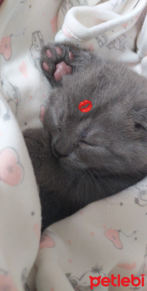 Scottish Fold, Kedi  Daisy fotoğrafı