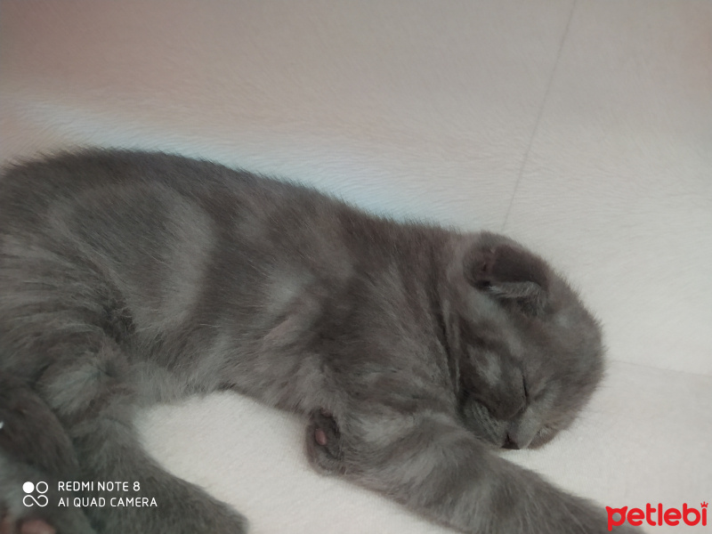 Scottish Fold, Kedi  Daisy fotoğrafı