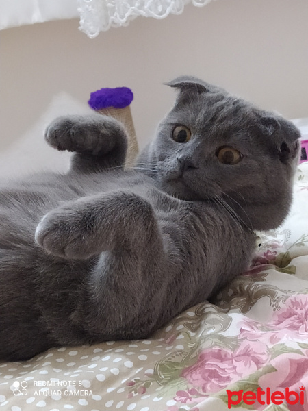Scottish Fold, Kedi  Daisy fotoğrafı