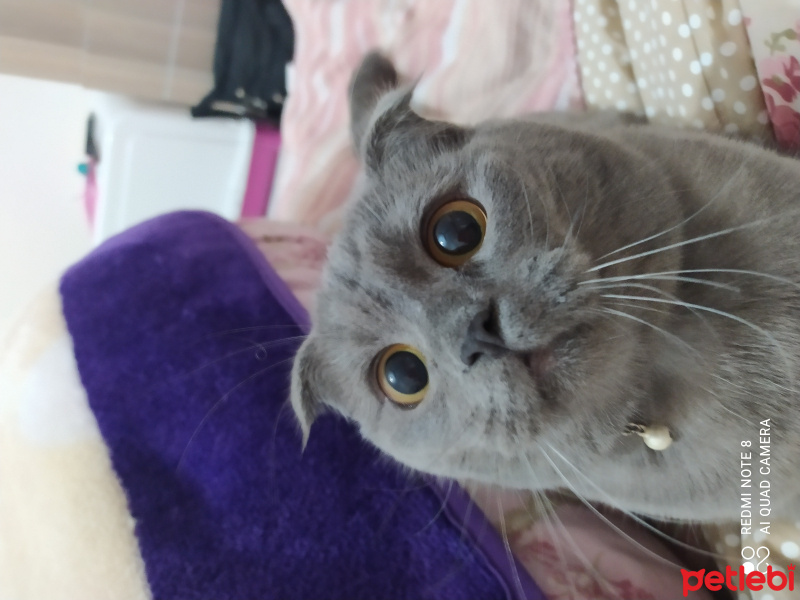 Scottish Fold, Kedi  Daisy fotoğrafı