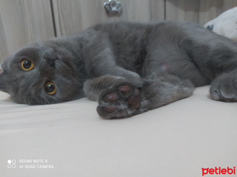 Scottish Fold, Kedi  Daisy fotoğrafı