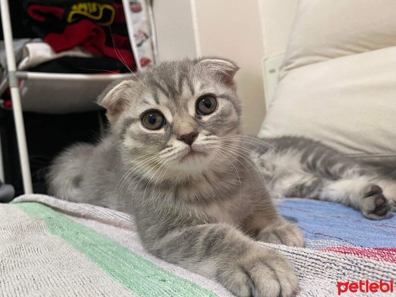 Scottish Fold, Kedi  Maya fotoğrafı