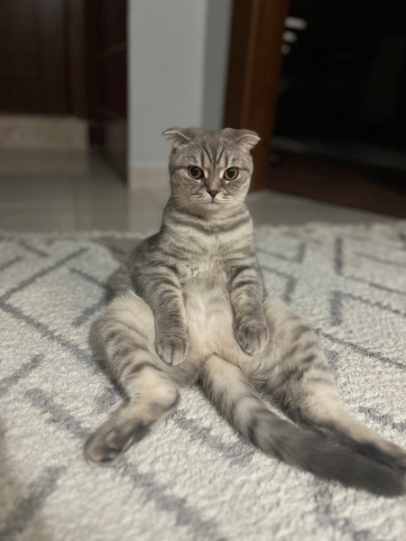 Scottish Fold, Kedi  Maya fotoğrafı