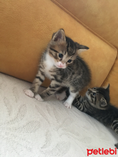 Tekir Kedi, Kedi  Güçlü çiko lokum fotoğrafı