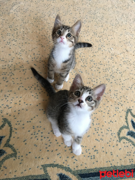 Tekir Kedi, Kedi  Güçlü çiko lokum fotoğrafı