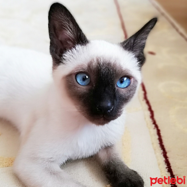 Siyam Kedisi, Kedi  Asil fotoğrafı