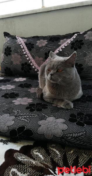 British Shorthair, Kedi  Sezar fotoğrafı