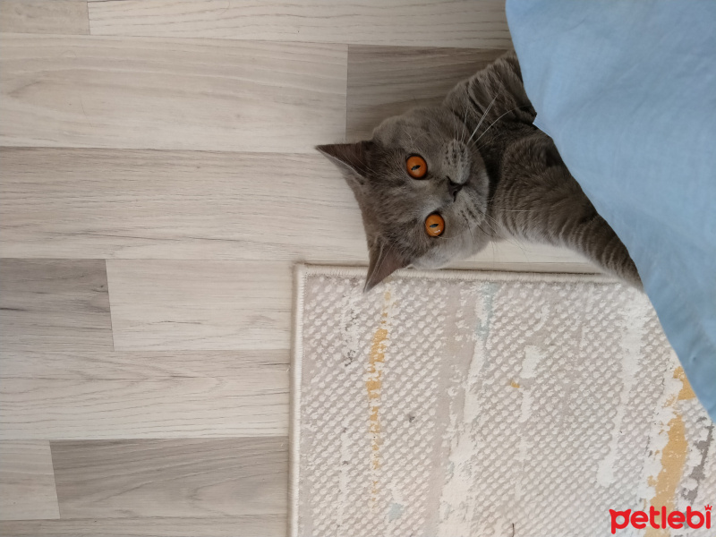 British Shorthair, Kedi  Sezar fotoğrafı