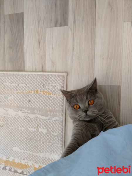 British Shorthair, Kedi  Sezar fotoğrafı