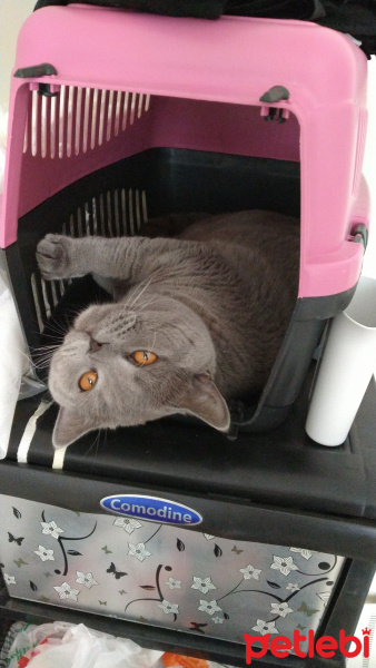 British Shorthair, Kedi  Sezar fotoğrafı