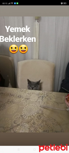 British Shorthair, Kedi  Sezar fotoğrafı