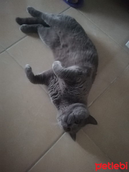 British Shorthair, Kedi  Sezar fotoğrafı