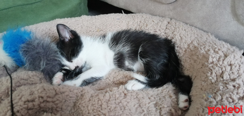 American Shorthair, Kedi  Popcorn fotoğrafı