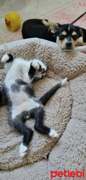 American Shorthair, Kedi  Popcorn fotoğrafı