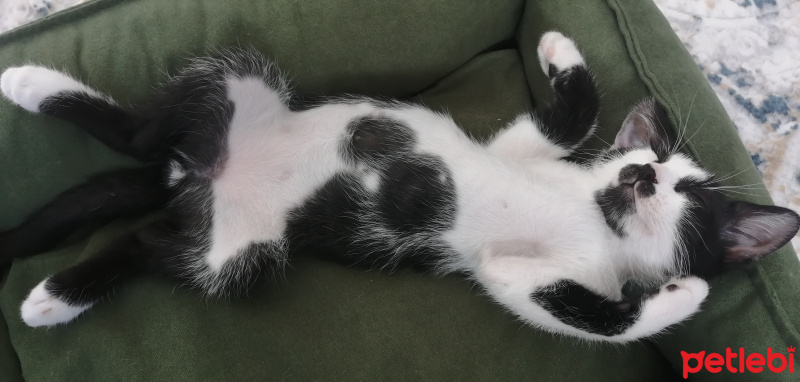 American Shorthair, Kedi  Popcorn fotoğrafı
