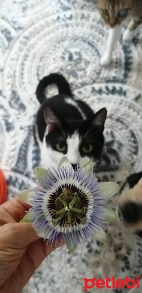 American Shorthair, Kedi  Popcorn fotoğrafı