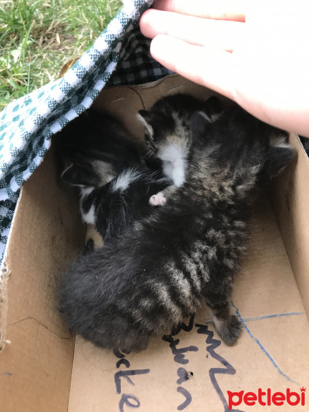 Tekir Kedi, Kedi  Dışarda bulduk fotoğrafı