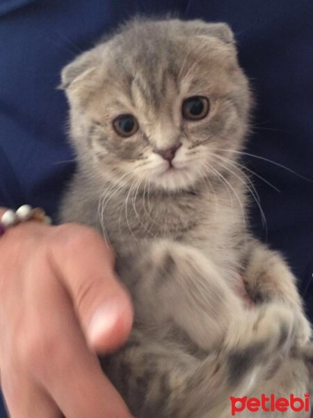 Scottish Fold, Kedi  mario gomez fotoğrafı