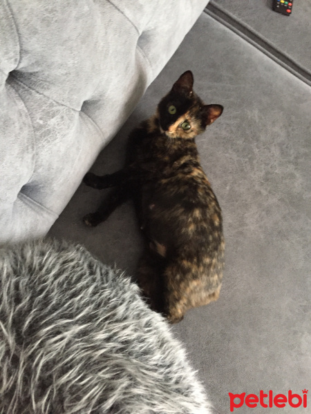 Tekir Kedi, Kedi  Pekmez fotoğrafı