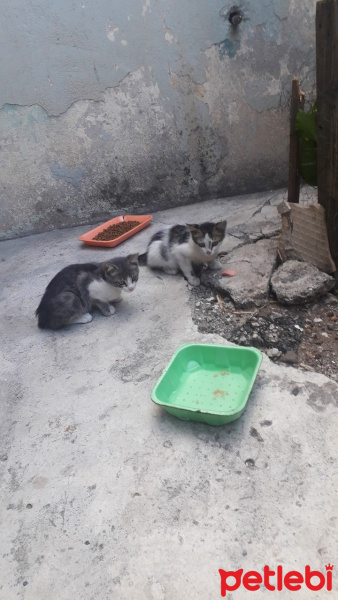 Soke, Kedi  Edi&Büdü fotoğrafı