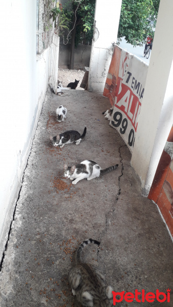 Sarman, Kedi  Street Gang fotoğrafı