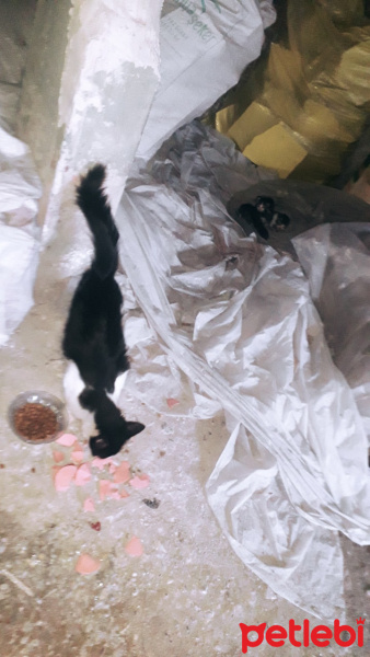 Tuxedo (Smokin) Kedi, Kedi  Queen fotoğrafı