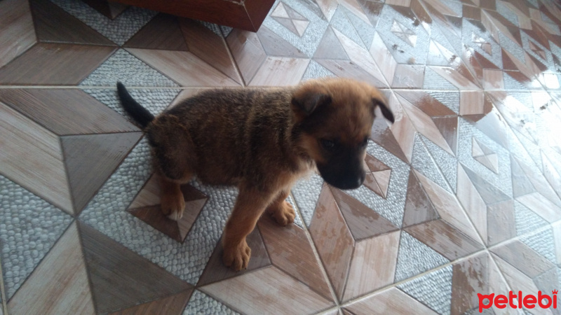 Alman Çoban Köpeği, Köpek  Herkül fotoğrafı