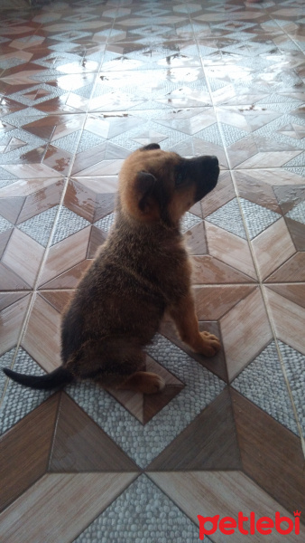 Alman Çoban Köpeği, Köpek  Herkül fotoğrafı