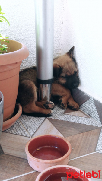 Alman Çoban Köpeği, Köpek  Herkül fotoğrafı