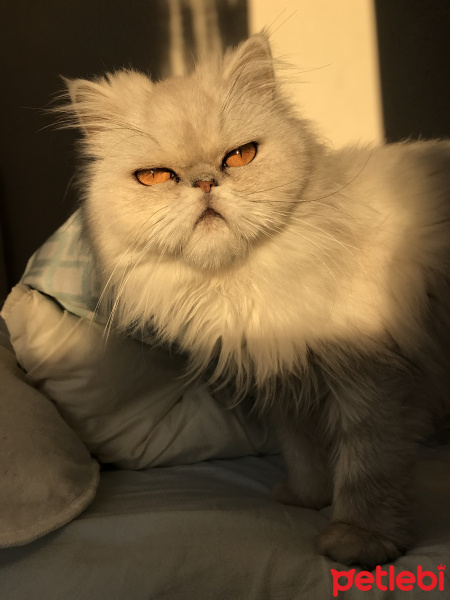 İran Kedisi (Persian), Kedi  Minnoş fotoğrafı