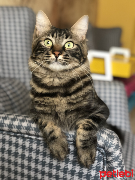 Tekir Kedi, Kedi  Paşa fotoğrafı