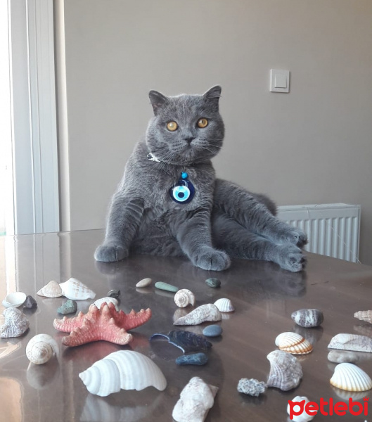 British Shorthair, Kedi  Boldy fotoğrafı