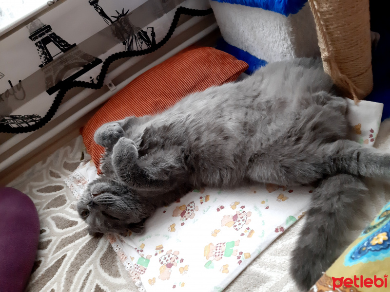 British Shorthair, Kedi  Boldy fotoğrafı