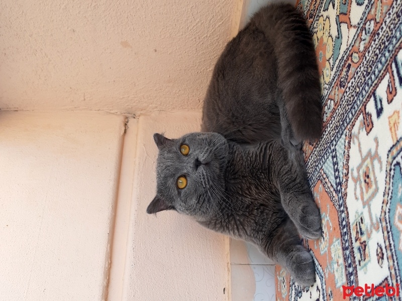 British Shorthair, Kedi  Boldy fotoğrafı