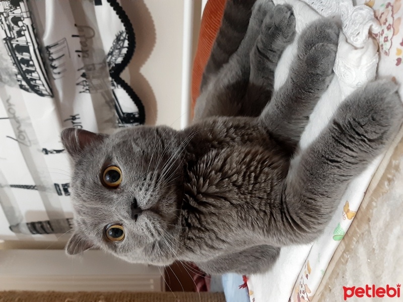 British Shorthair, Kedi  Boldy fotoğrafı