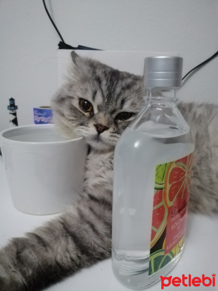 İran Kedisi (Persian), Kedi  Darwin fotoğrafı