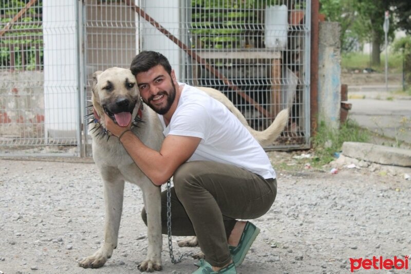 Kangal, Köpek  Bozo fotoğrafı