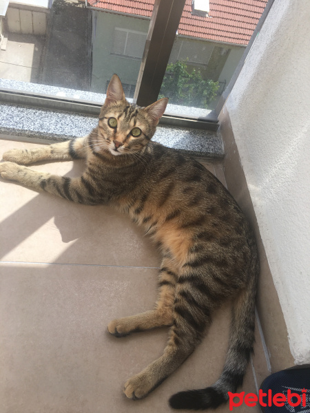 Tekir Kedi, Kedi  Balım fotoğrafı