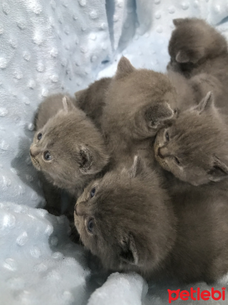 Scottish Fold, Kedi  Duman fotoğrafı